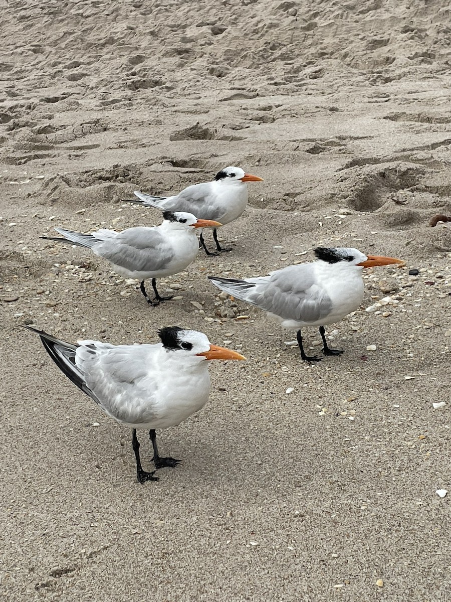 rybák královský - ML643325365