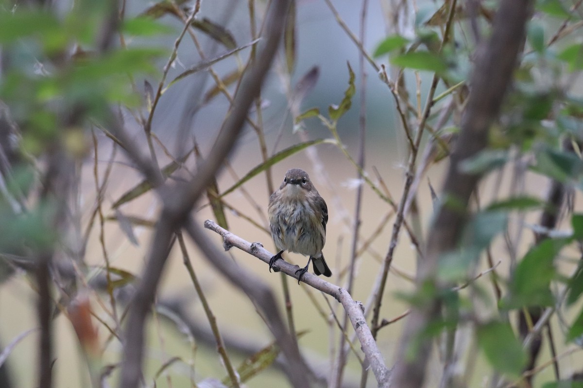 Yellow-rumped Warbler - ML643325373