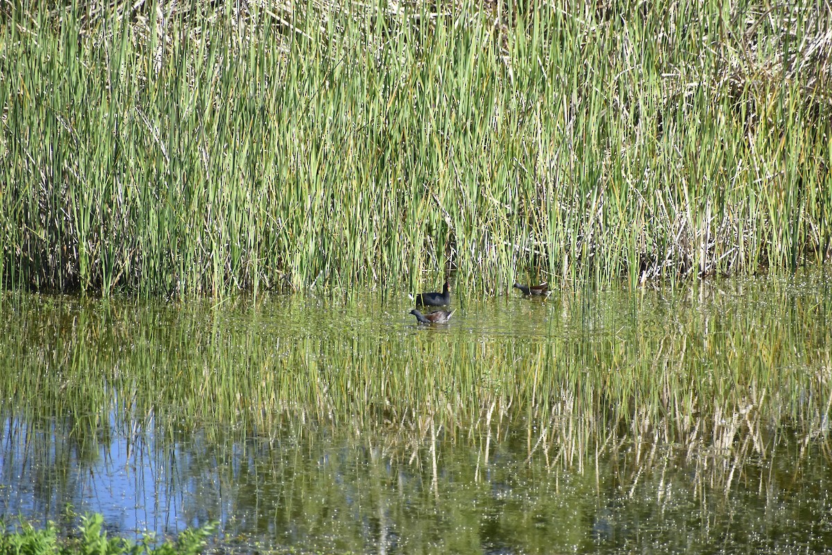 Red-fronted Coot - ML643325407