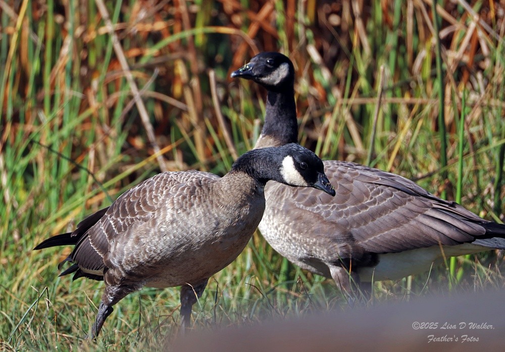 Cackling Goose - ML643325411