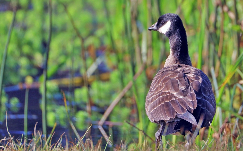 Cackling Goose - ML643325412