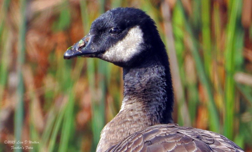 Cackling Goose - ML643325413