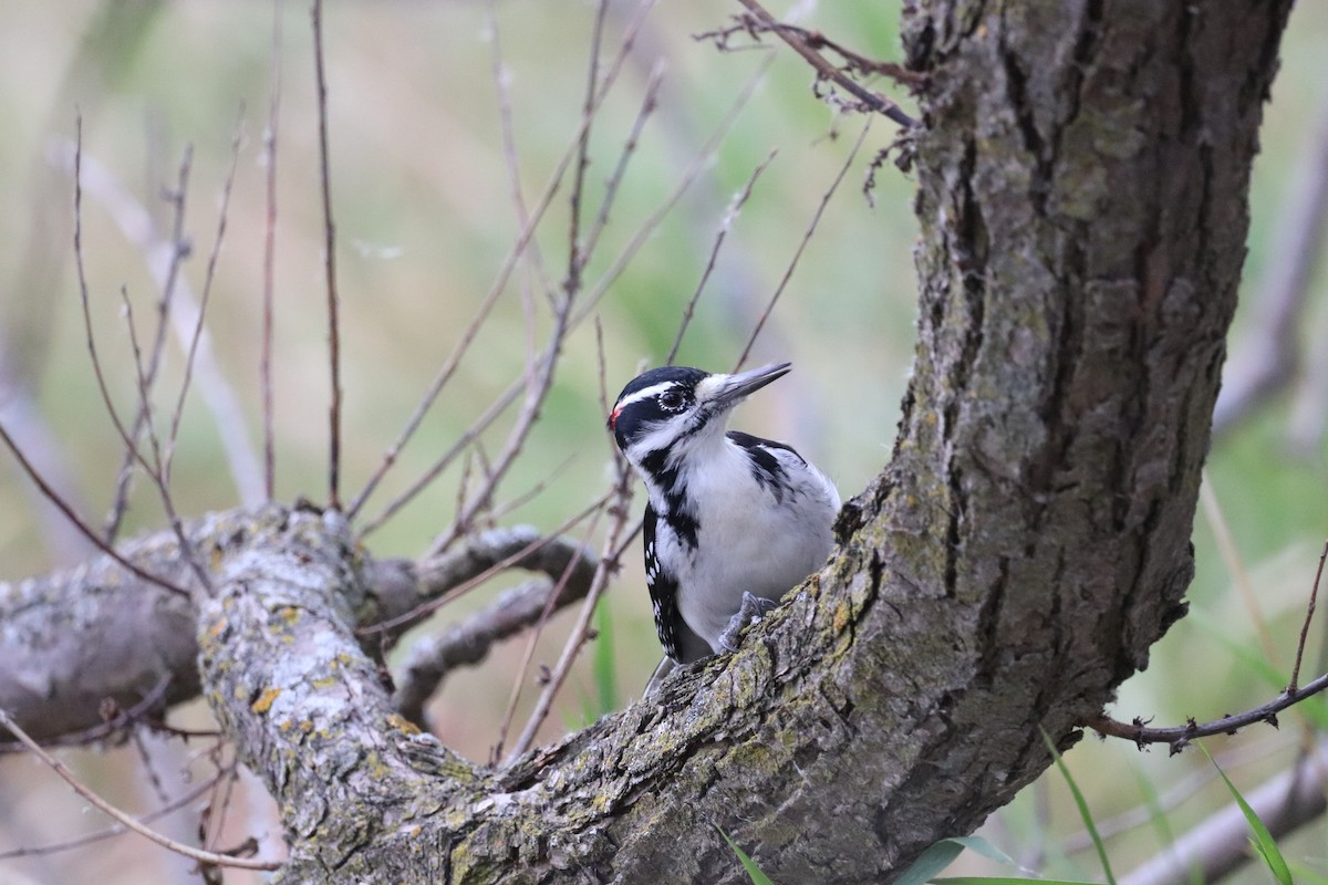 Pic chevelu - ML643325432