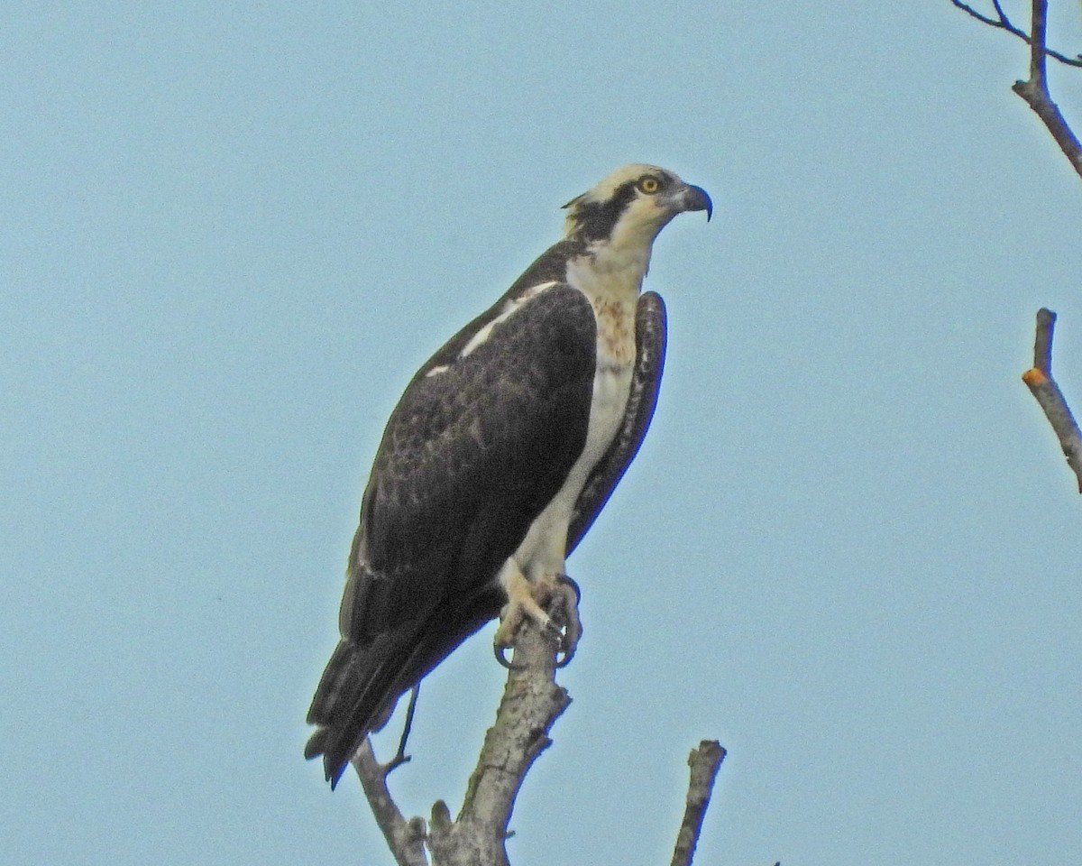 Balbuzard pêcheur - ML643325440