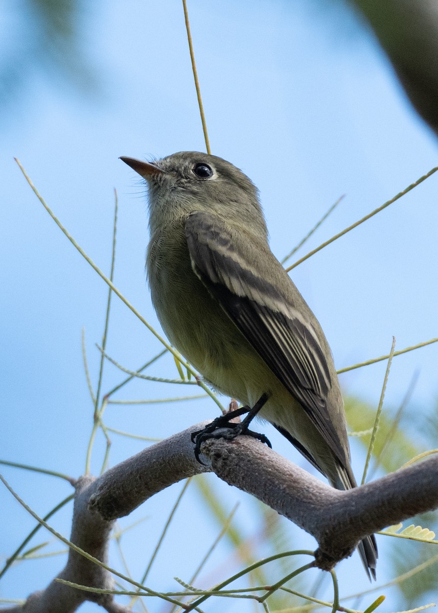Empidonax sp. - ML643325442