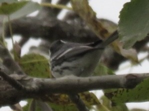 Black-throated Gray Warbler - ML643325446