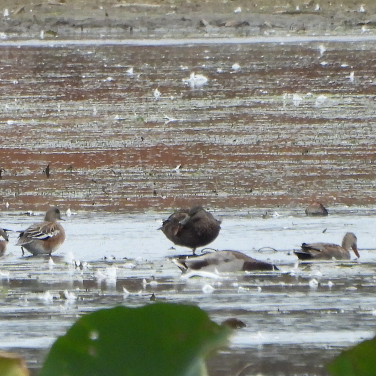 American Black Duck - ML643325458