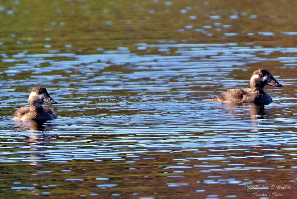 Surf Scoter - ML643325470