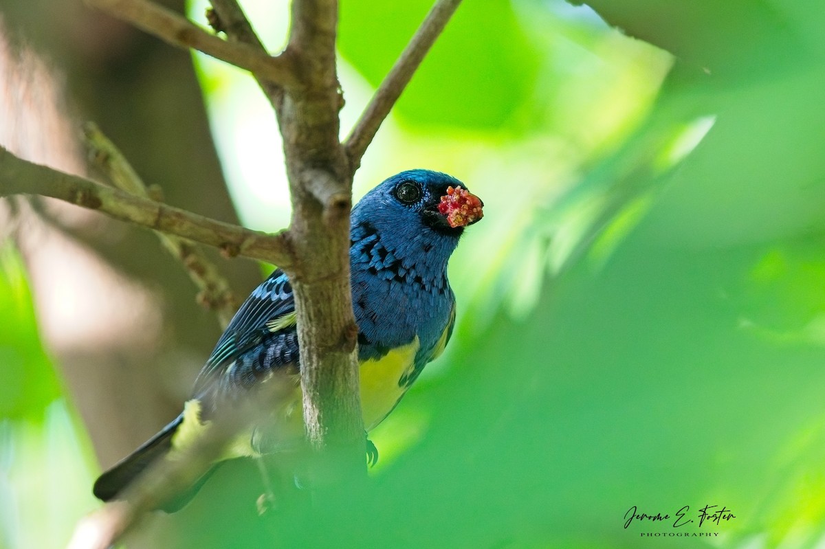 Turquoise Tanager - ML643325501
