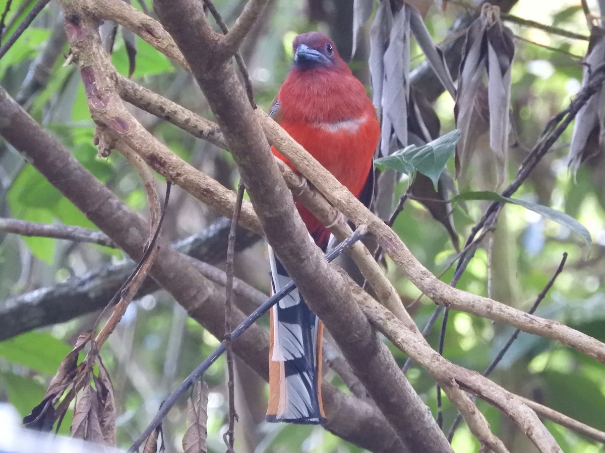 Red-headed Trogon - ML643325514