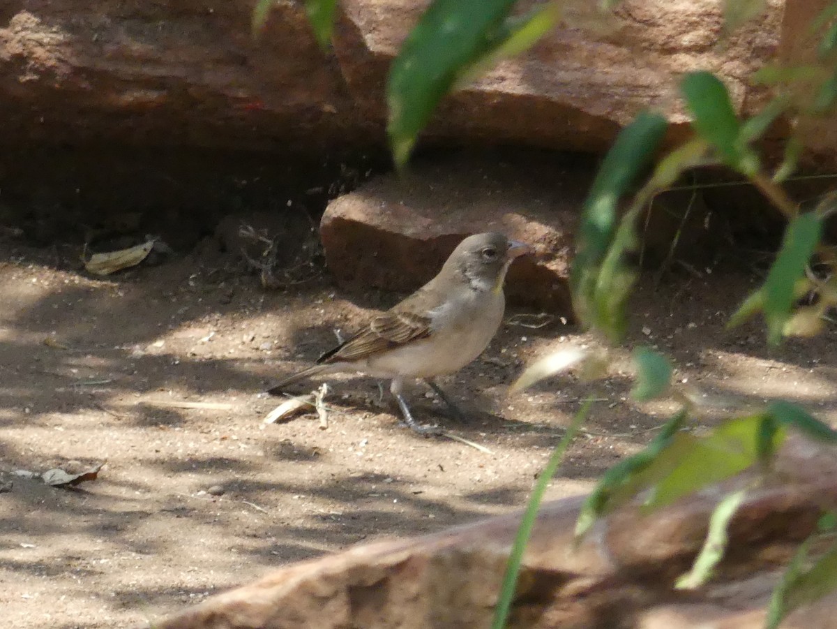Yellow-spotted Bush Sparrow - ML643325518