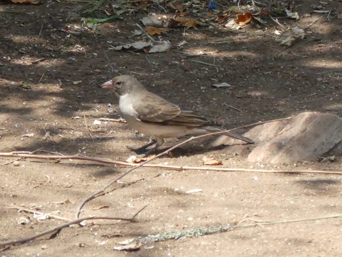 Yellow-spotted Bush Sparrow - ML643325519