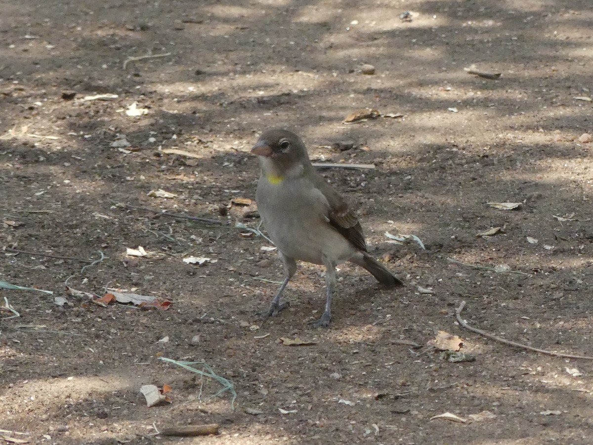 Yellow-spotted Bush Sparrow - ML643325520
