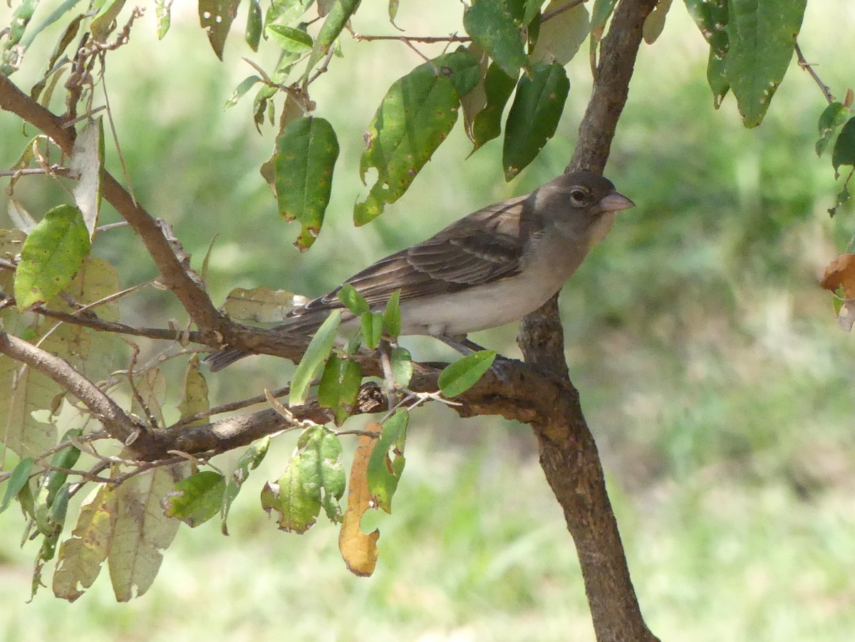 Yellow-spotted Bush Sparrow - ML643325521
