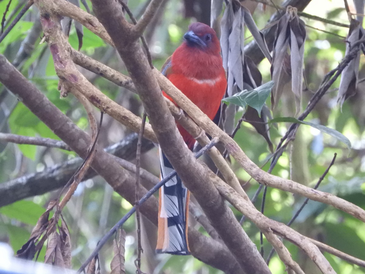 Red-headed Trogon - ML643325532