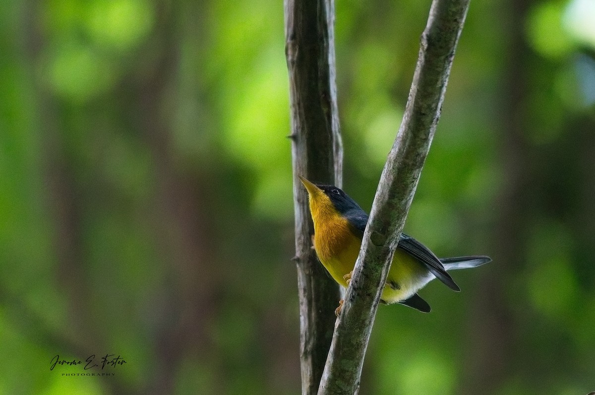 Tropical Parula - ML643325534