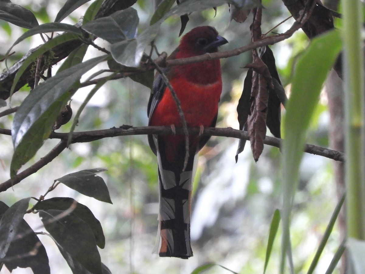 Red-headed Trogon - ML643325573