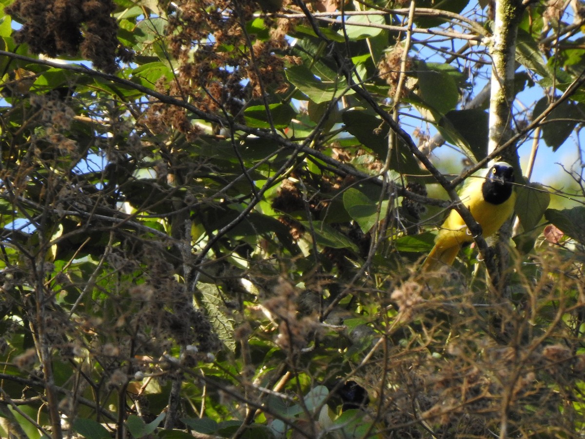 Green Jay - ML643325583