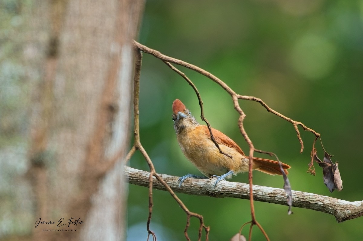 Barred Antshrike - ML643325588