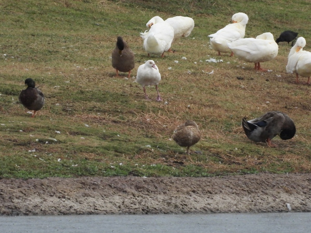 Egyptian Goose - ML643325589