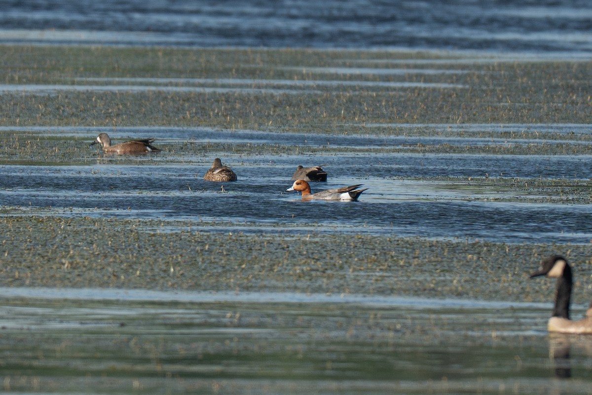 Canard siffleur - ML643325595