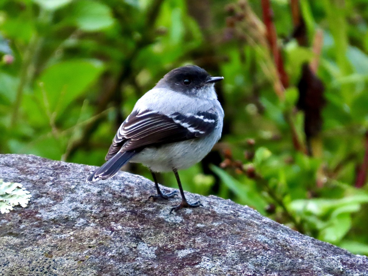 Torrent Tyrannulet - ML643325645