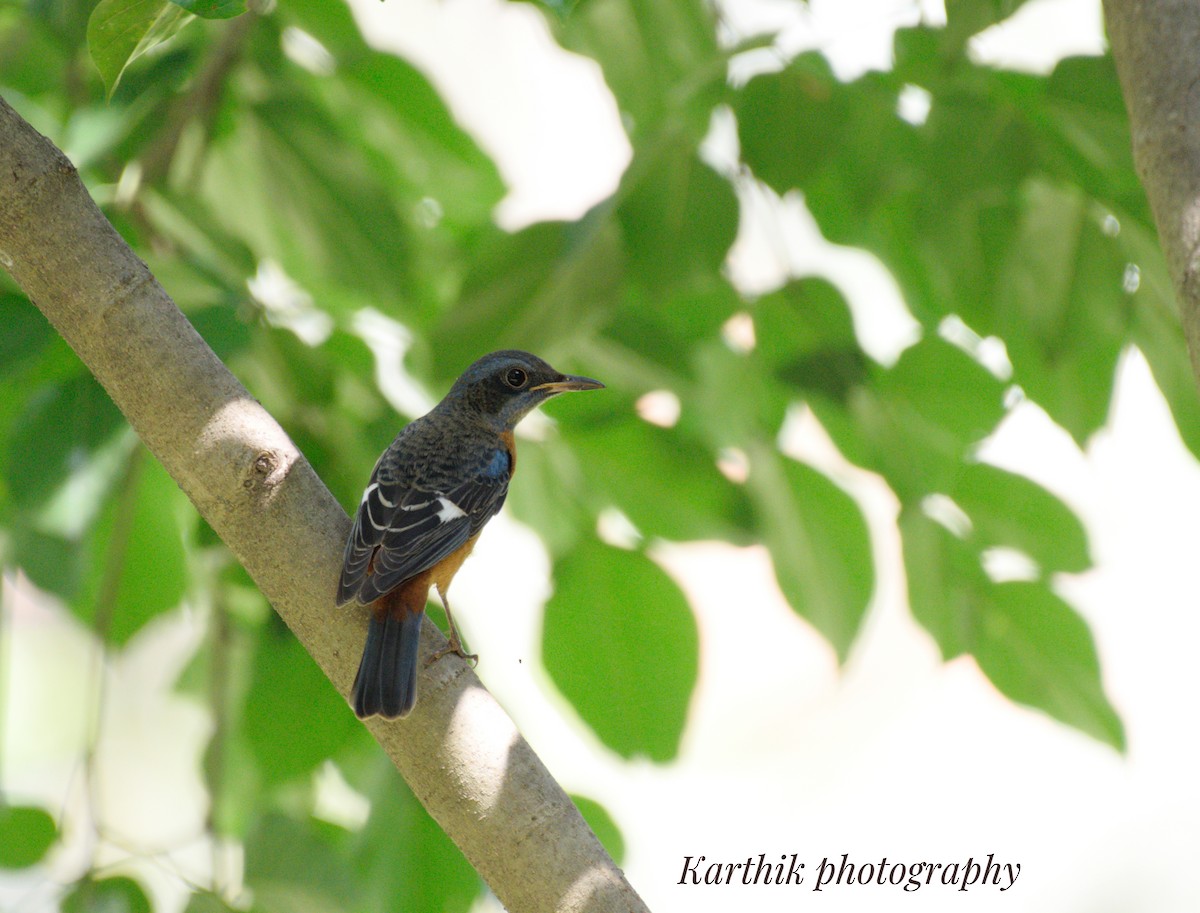 Blue-capped Rock-Thrush - ML643325657