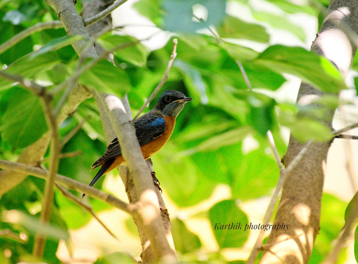 Blue-capped Rock-Thrush - ML643325658