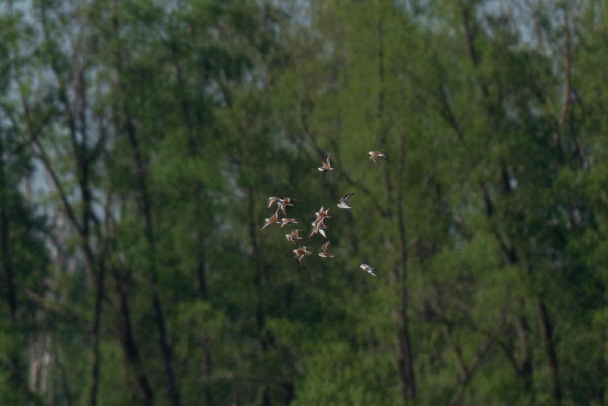 Bécasseau variable - ML643325659