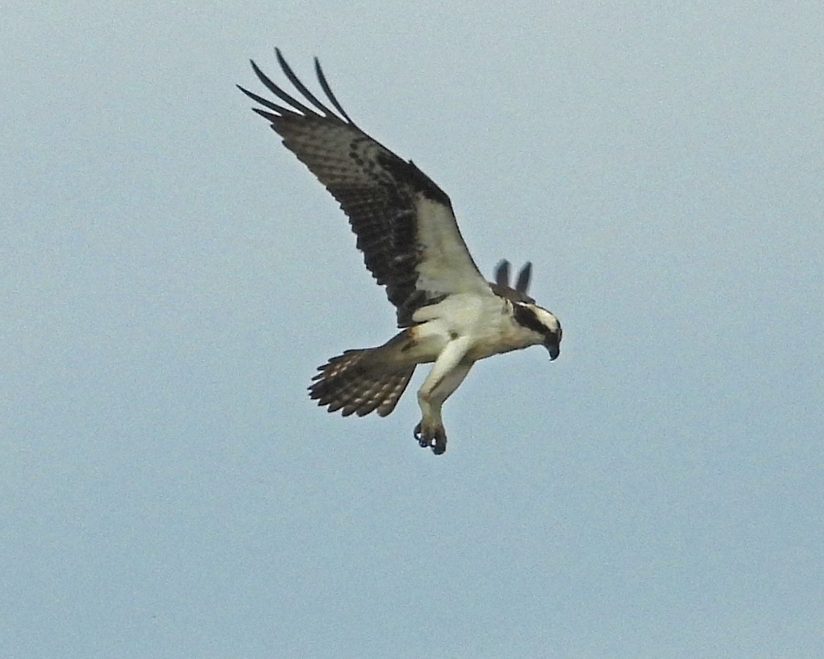 Balbuzard pêcheur - ML643325664