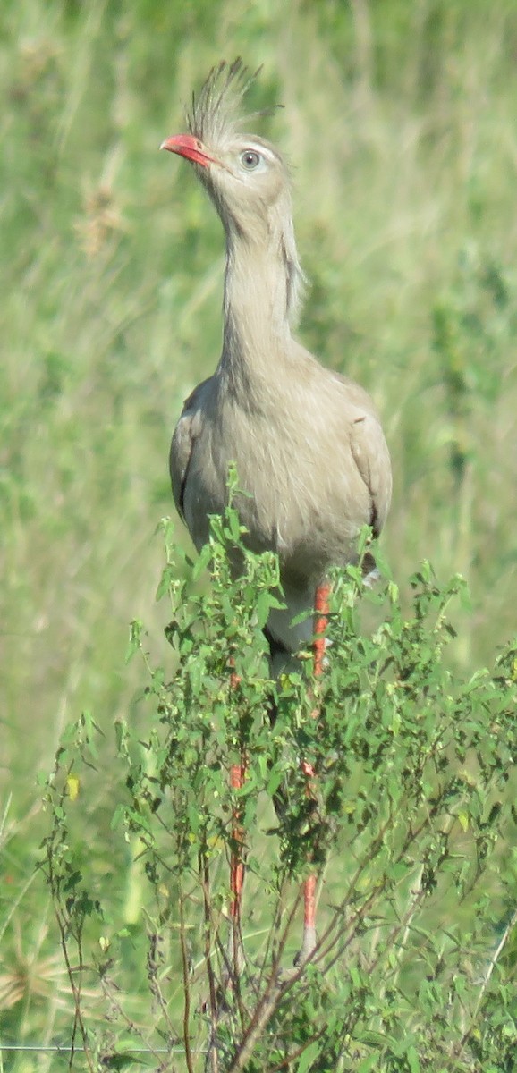 Red-legged Seriema - ML643325690