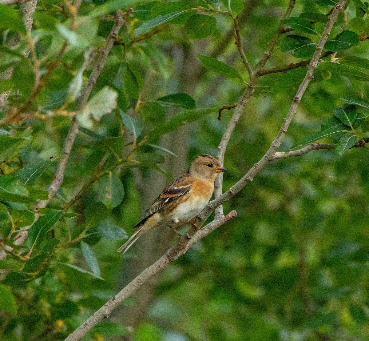 Brambling - ML643325738