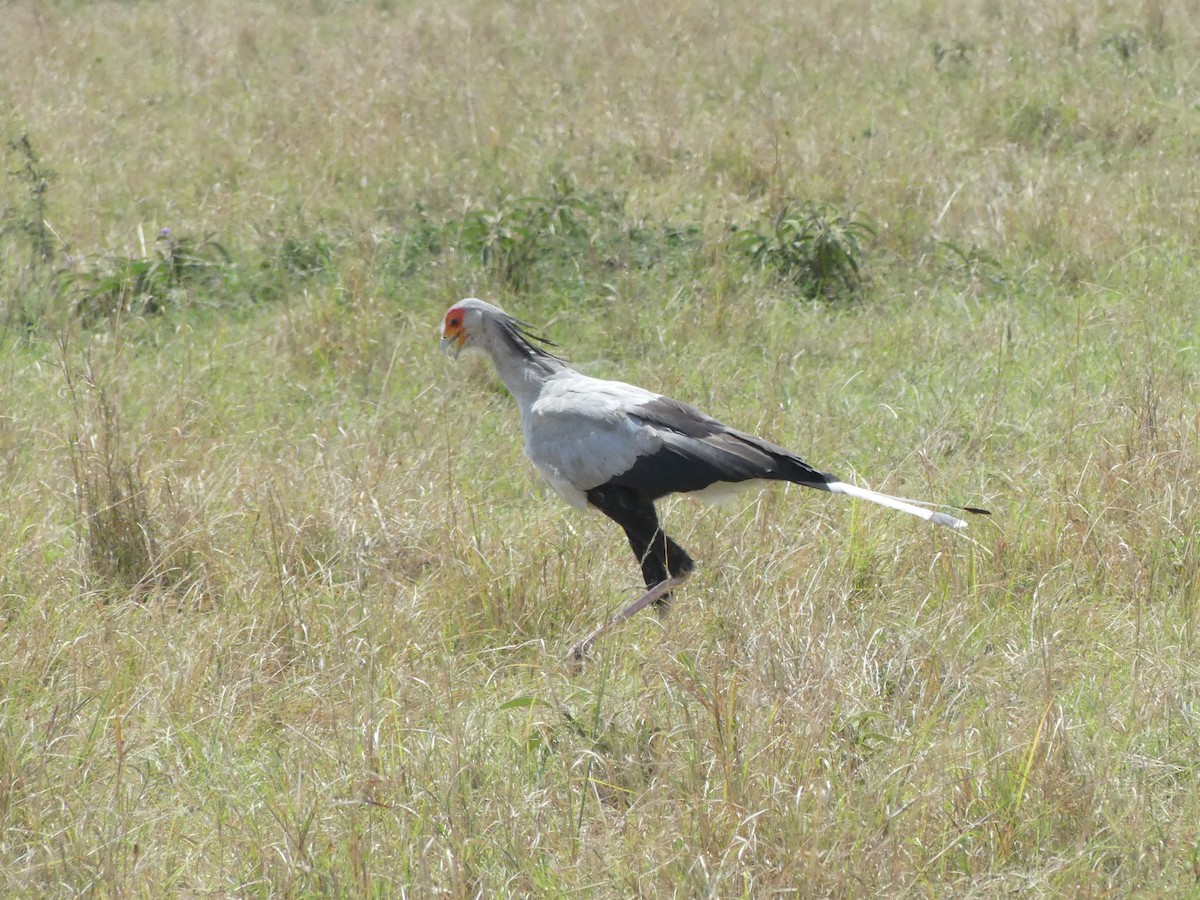 Secretarybird - ML643325758