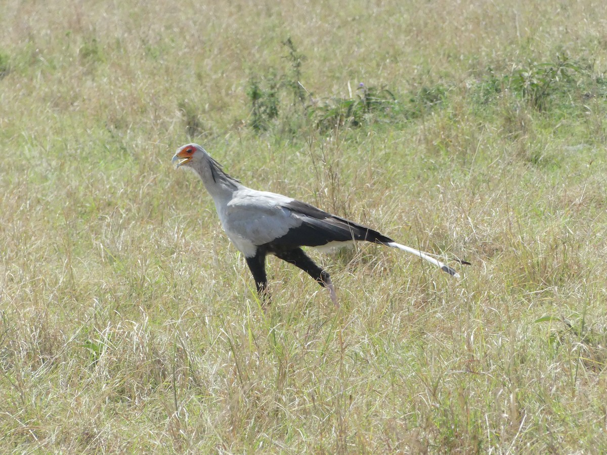 Secretarybird - ML643325759