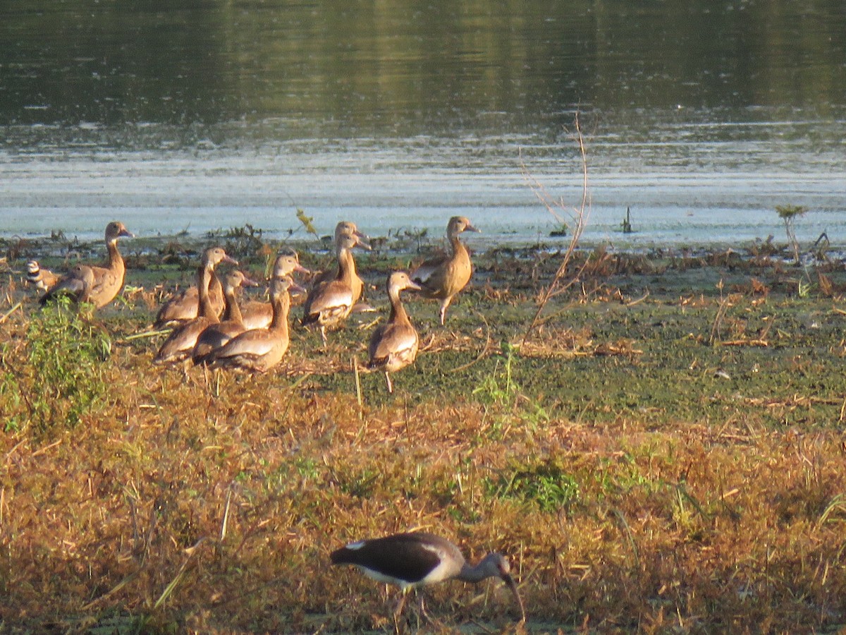 Black-bellied Whistling-Duck - ML643325769