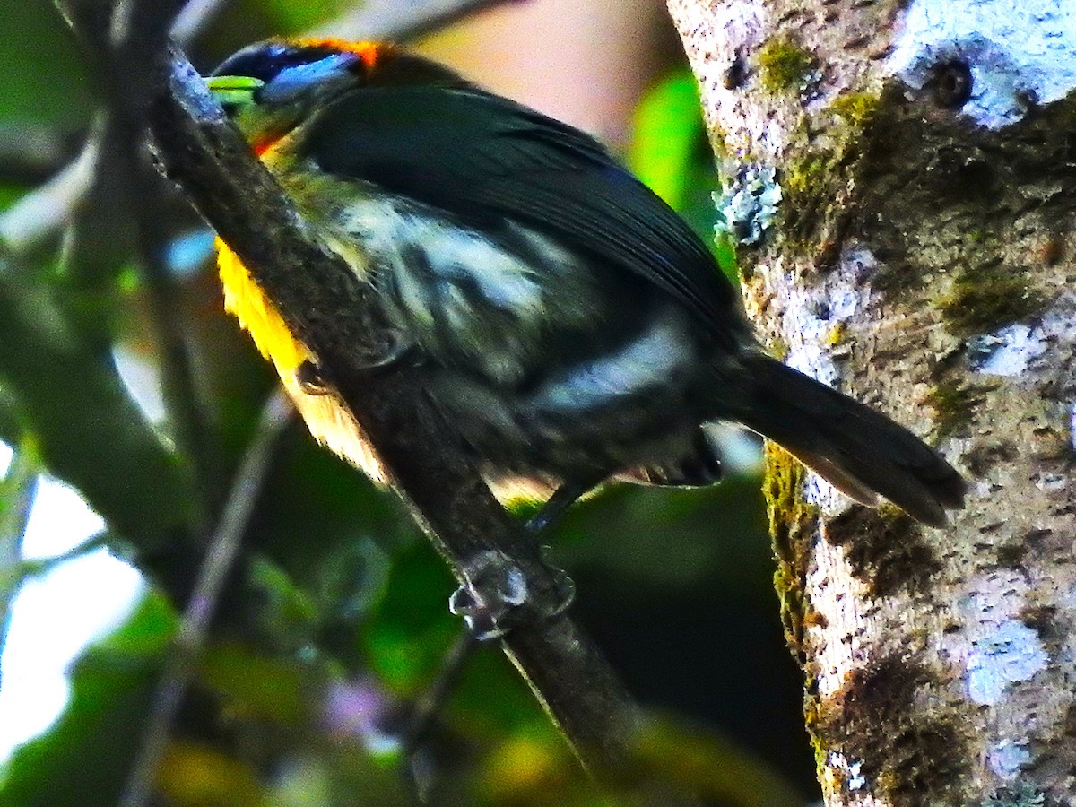 Red-headed Barbet - ML643325774