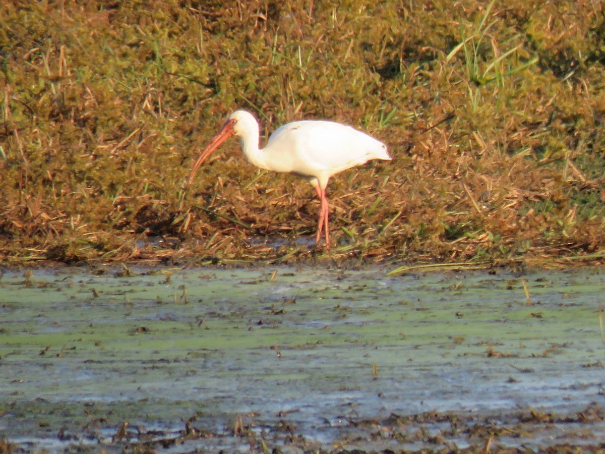 White Ibis - ML643325797