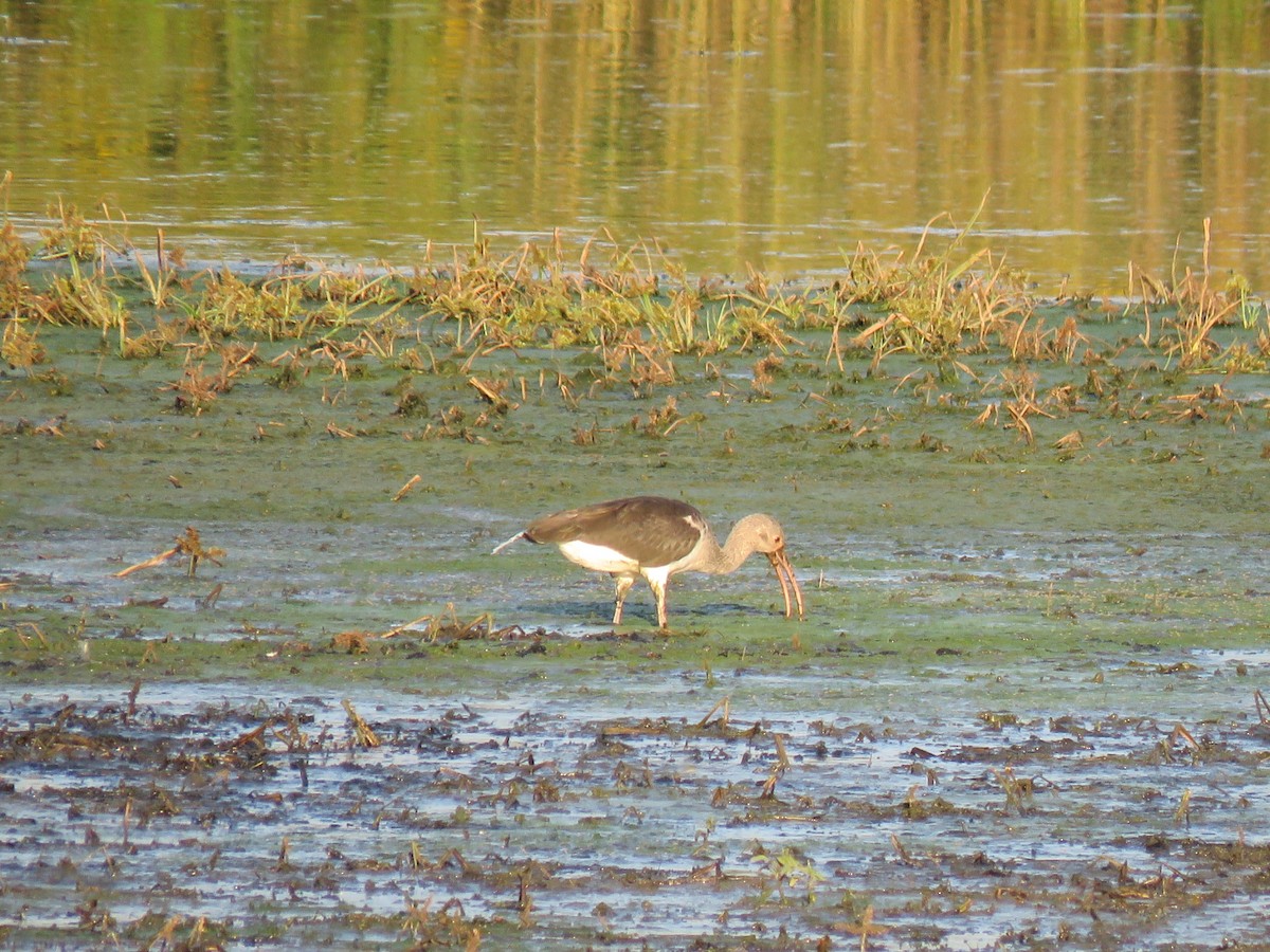 White Ibis - ML643325798