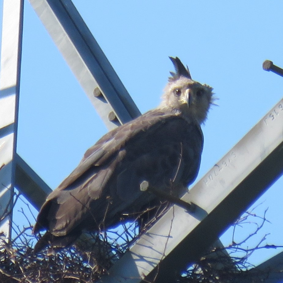 Chaco Eagle - ML643325813