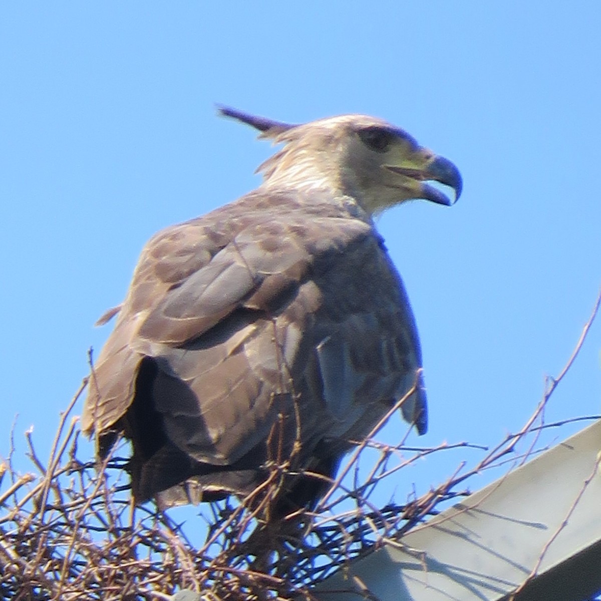 Chaco Eagle - ML643325814