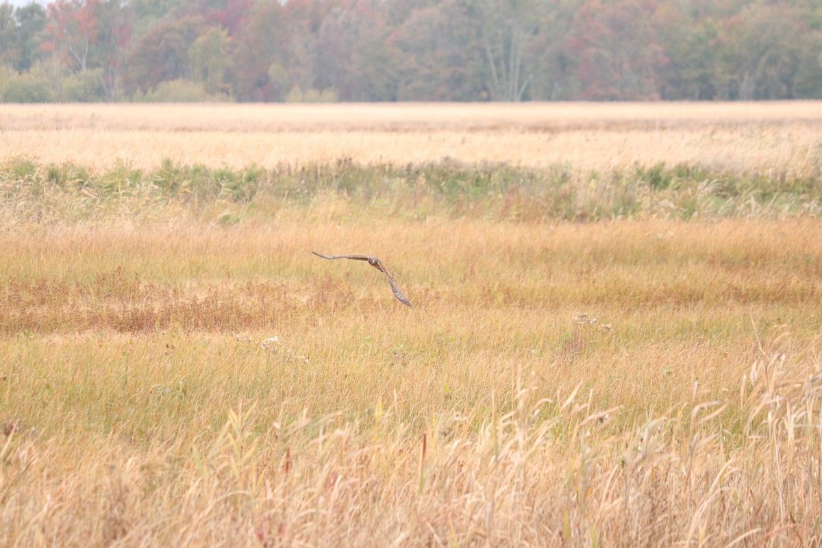 Northern Harrier - ML643325825
