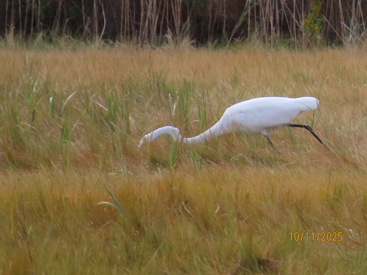 Grande Aigrette - ML643325828