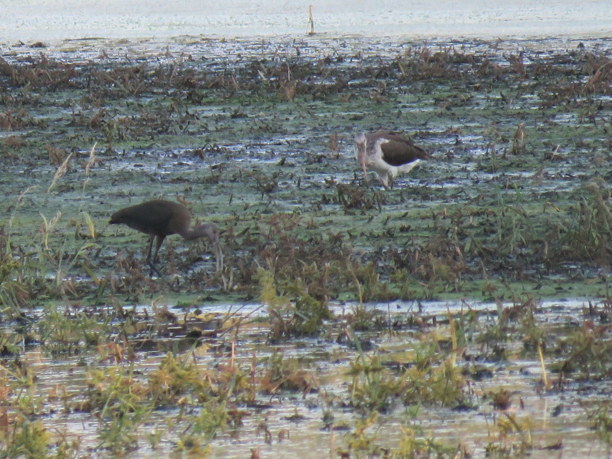 White-faced Ibis - ML643325830
