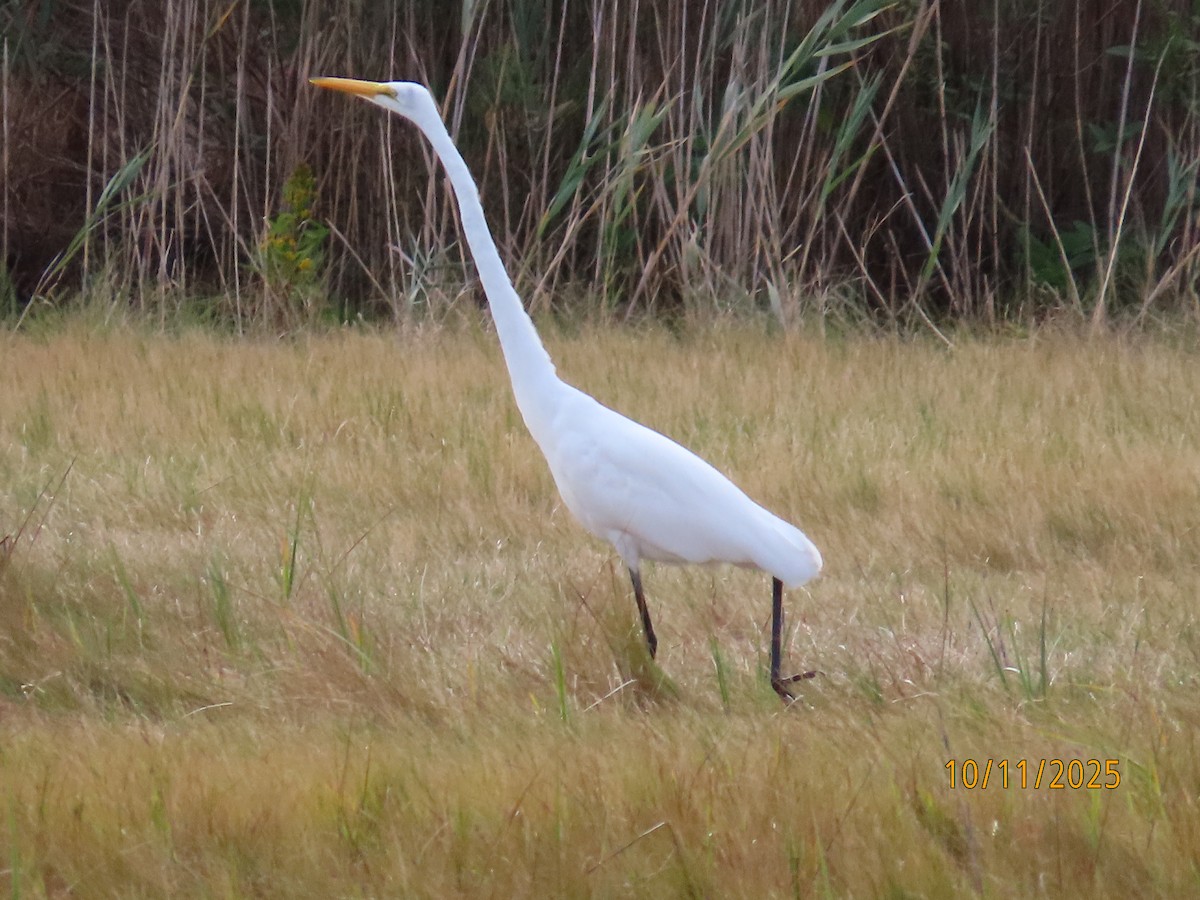 Grande Aigrette - ML643325831