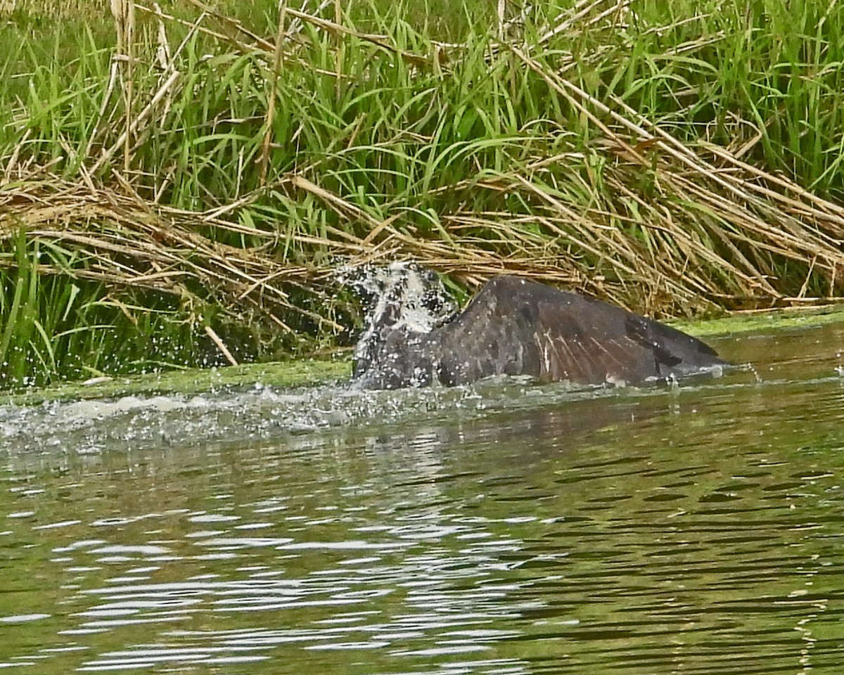 Balbuzard pêcheur - ML643325833