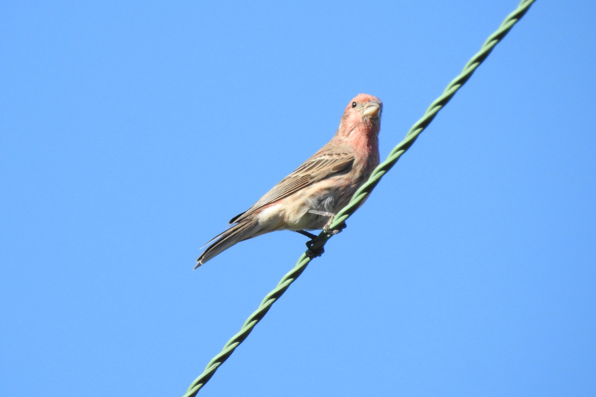 House Finch - ML643325838