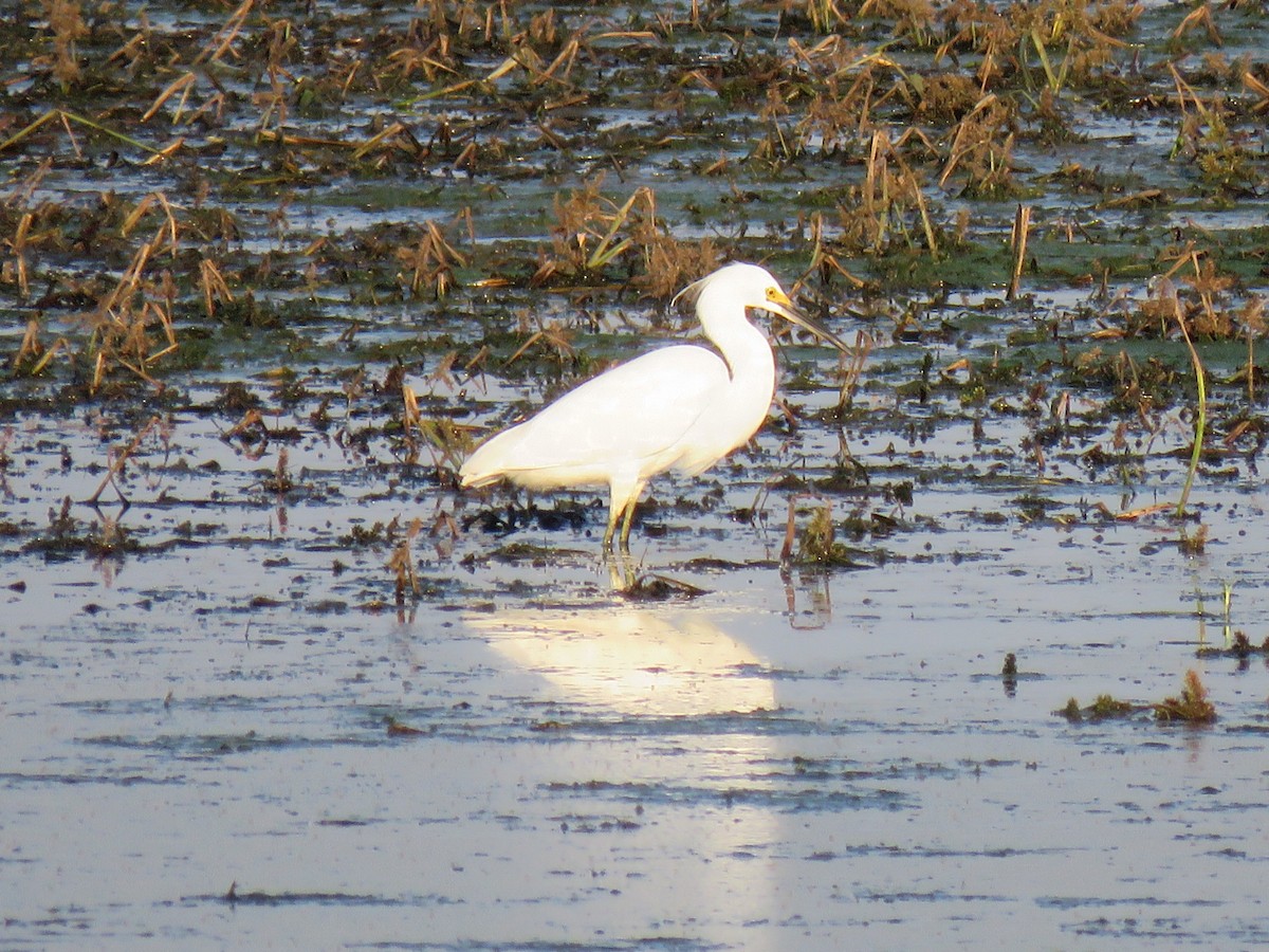 Snowy Egret - ML643325840