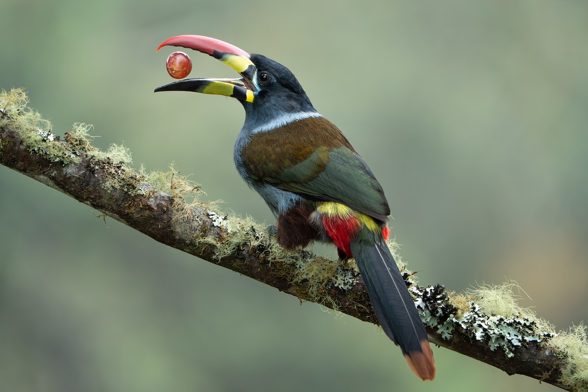 Gray-breasted Mountain-Toucan - ML643325845