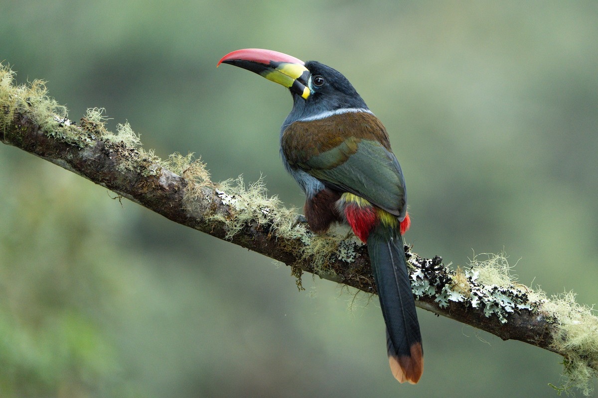 Gray-breasted Mountain-Toucan - ML643325846