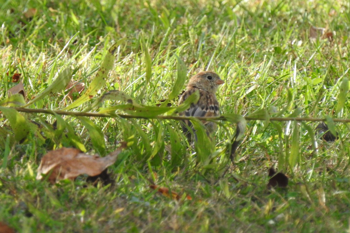 Field Sparrow - ML643325850